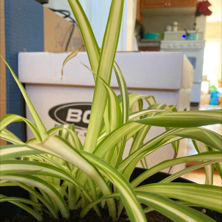 🕷 Why Are My Spider Plant Leaves Mushy?