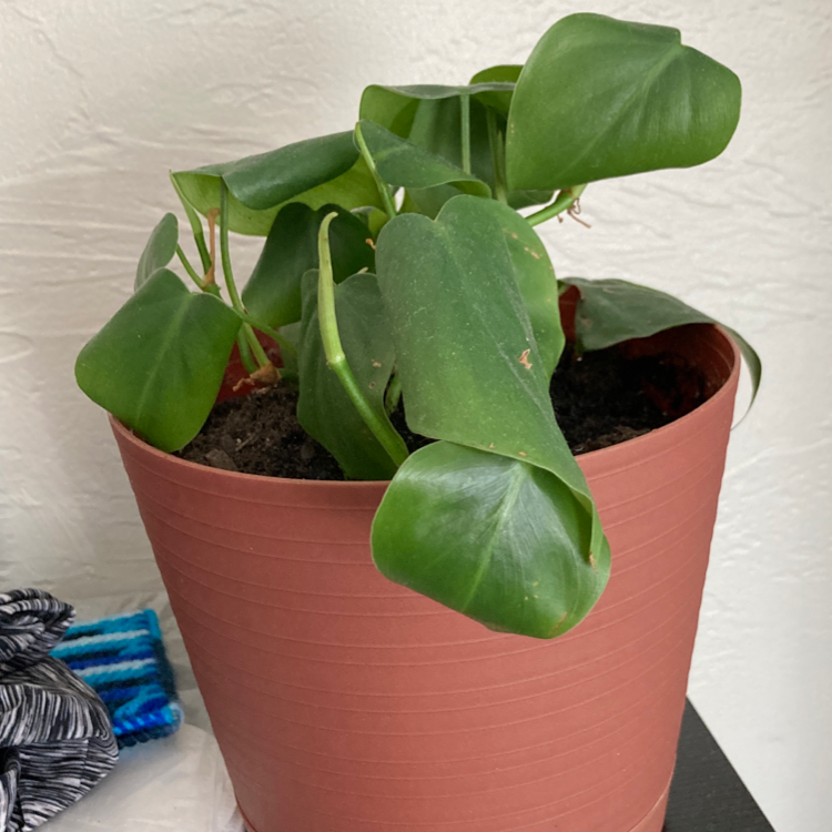 Vibrant and healthy Heartleaf Philodendron plant with glossy green heart-shaped leaves in a pink pot.