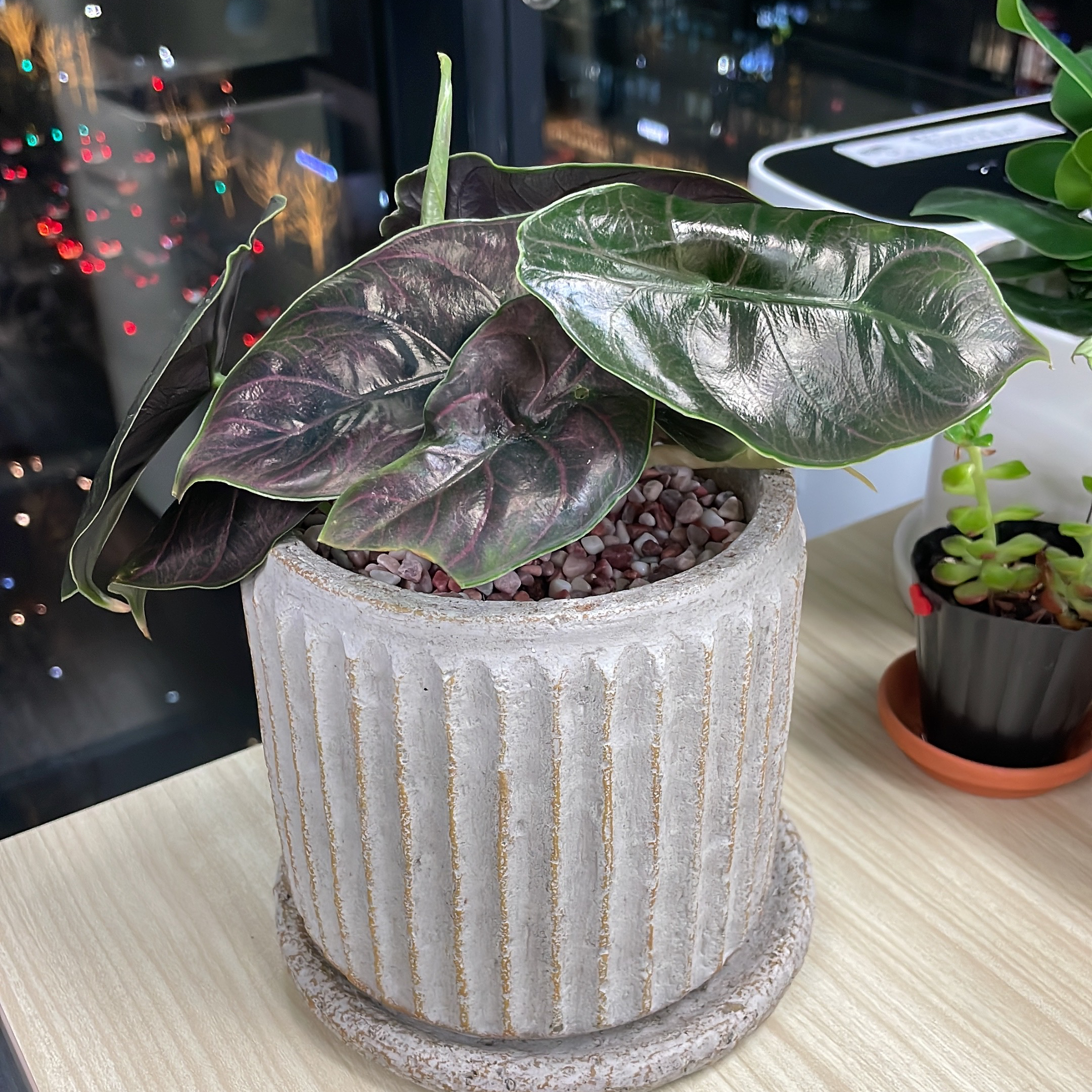 Potted Red Mambo plant with dark, glossy leaves on a table indoors.