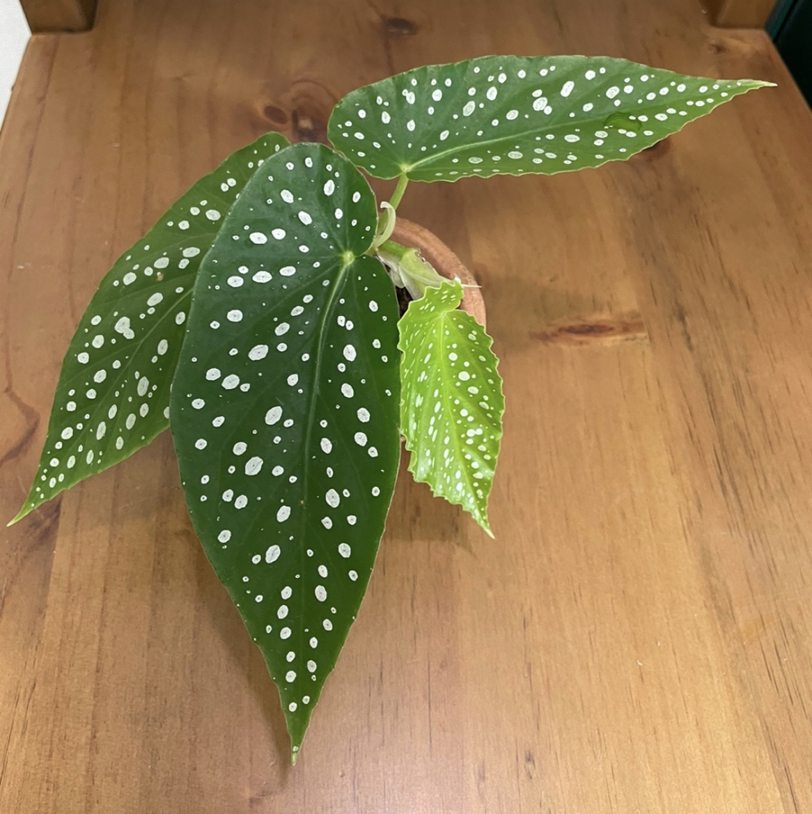 Photo of the plant species Begonia soyokaze by @cocolulu named Your plant on Greg, the plant care app