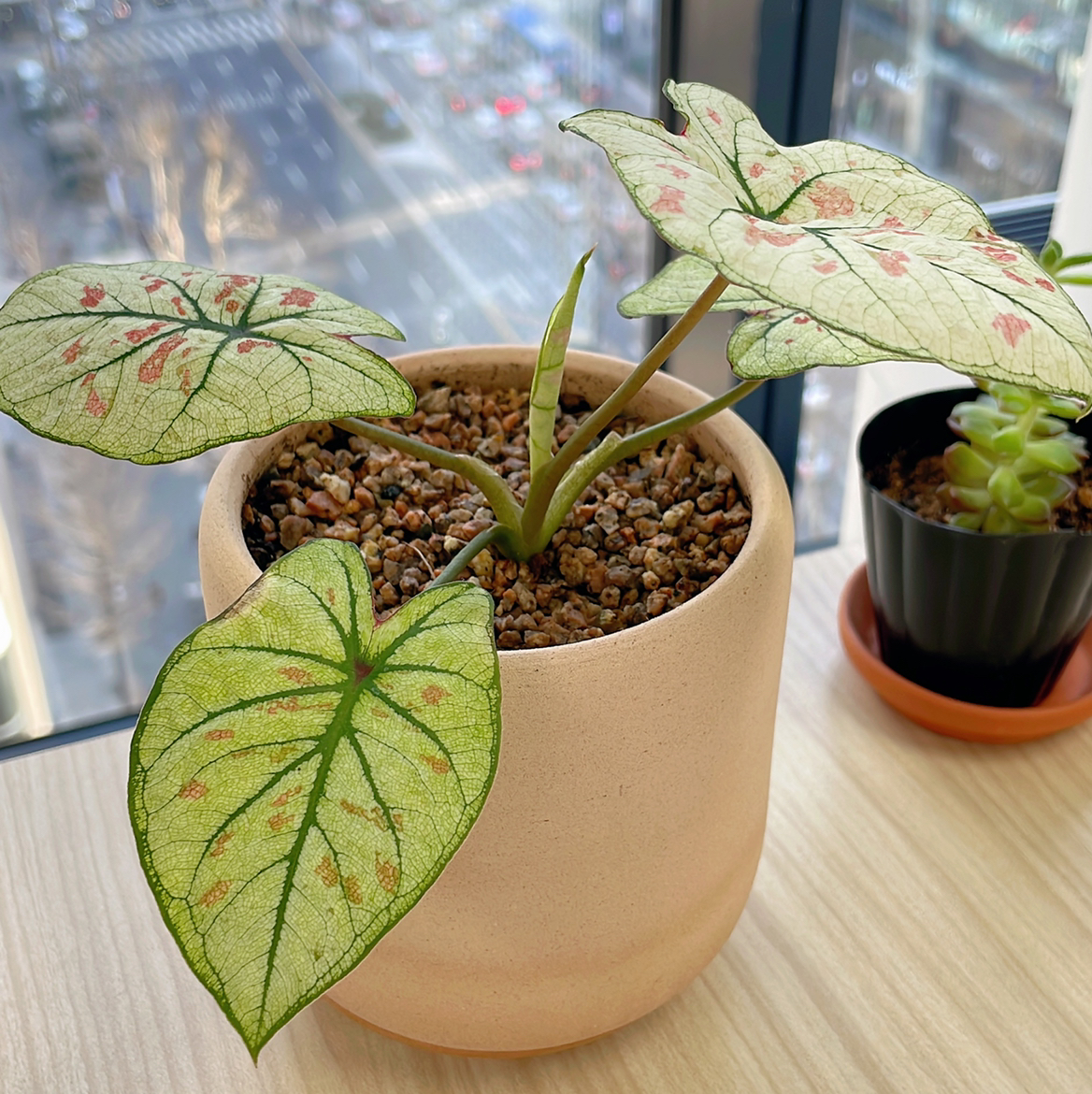 Photo of the plant species Strawberry Star Caladium by @cocolulu named Strawberry caladium on Greg, the plant care app