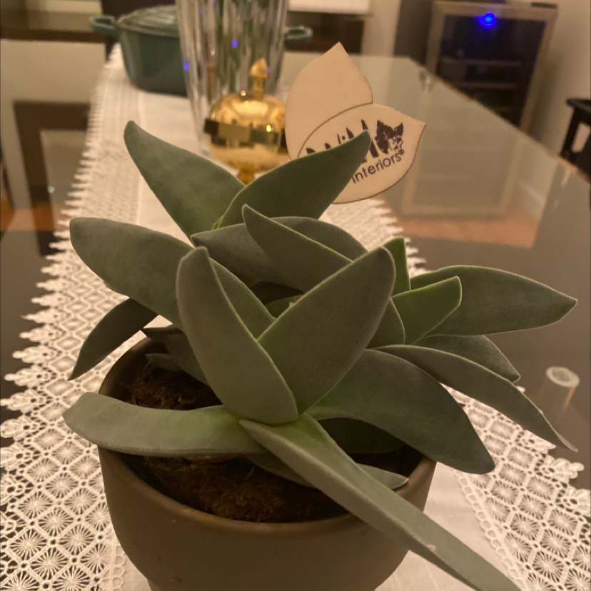 Healthy Airplane Plant in a pot with green leaves, well-framed and centered.