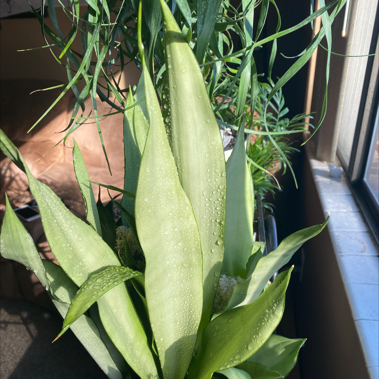 Dracaena "Warneckii' plant photo by @JimRoller named You talkin’ to me on Greg, the plant care app.