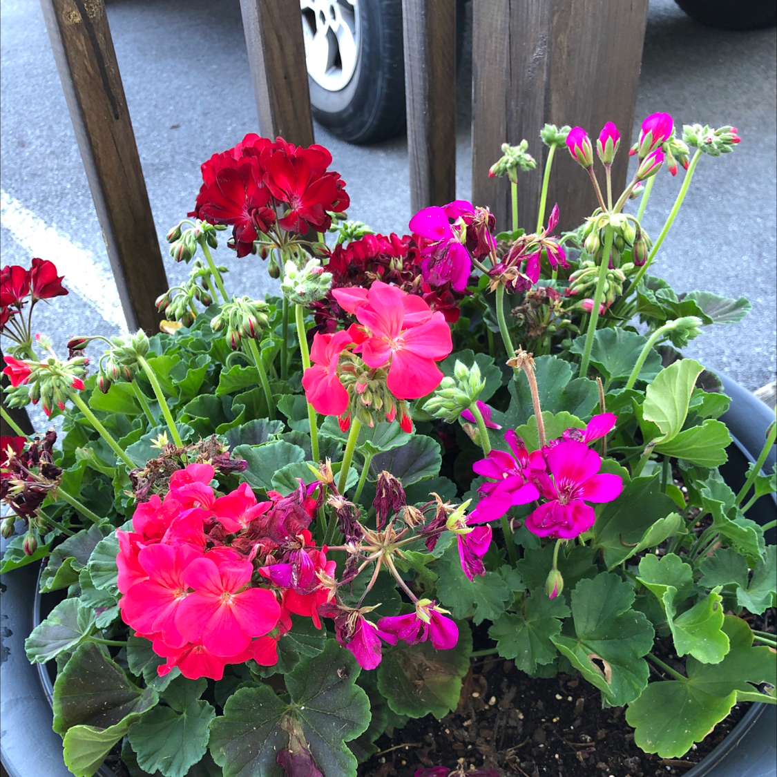 Vibrant Zonale Geranium with bright pink and red flowers in a pot.