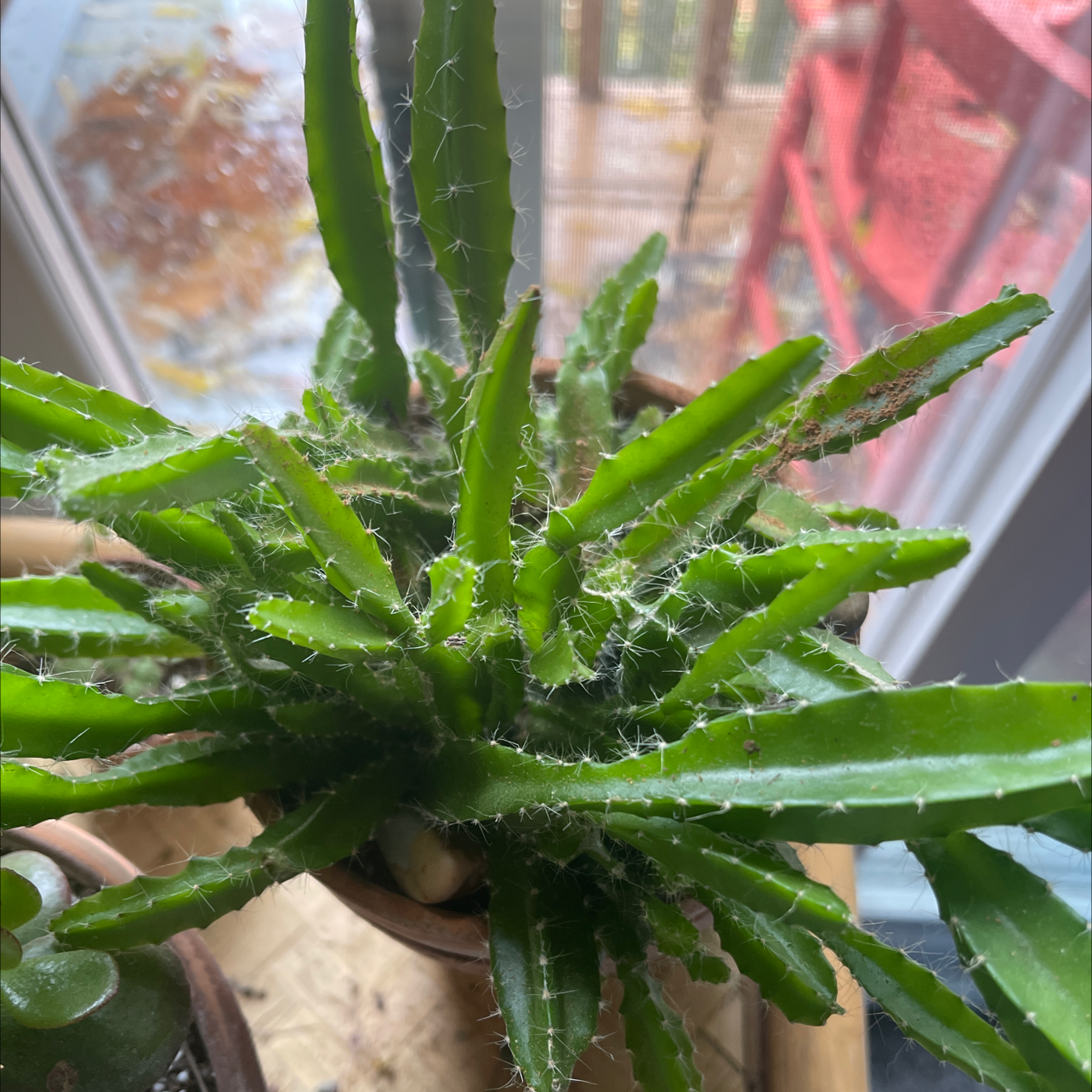 Zulu Giant plant with green, spiky leaves near a window.
