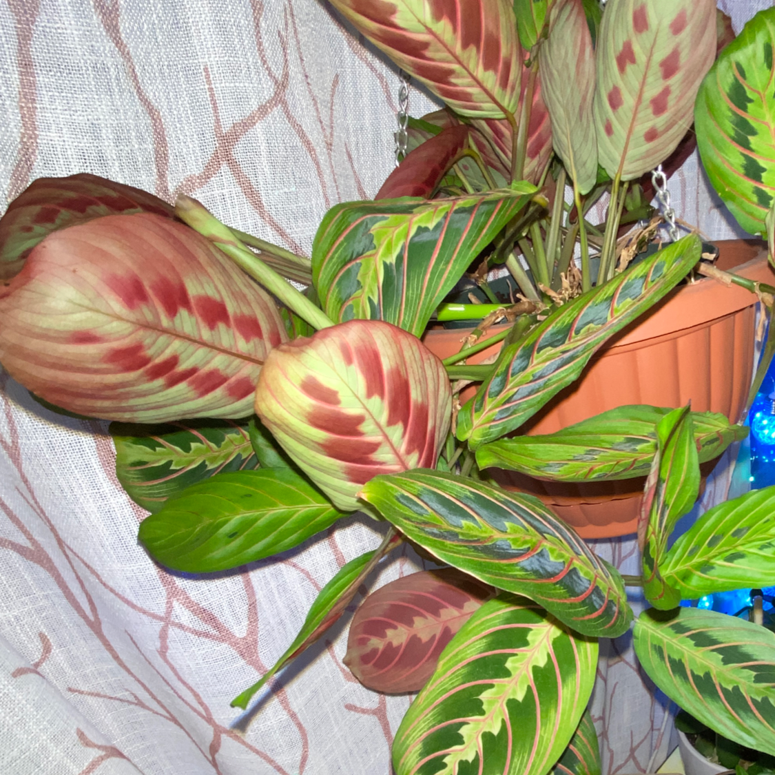 Green Prayer Plant plant photo by @PlantSongB2Be named Madonna on Greg, the plant care app.