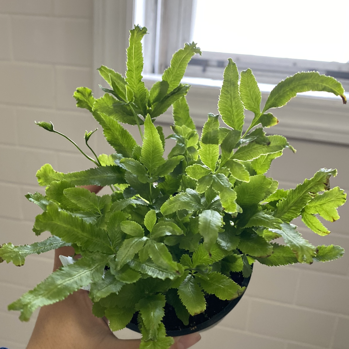 Healthy Brake Fern with vibrant green leaves held by a hand in front of a tiled wall.