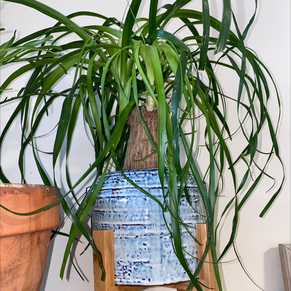 Bottle Palm Tree plant photo by @PlantSongB2Be named MyLilPony on Greg, the plant care app.