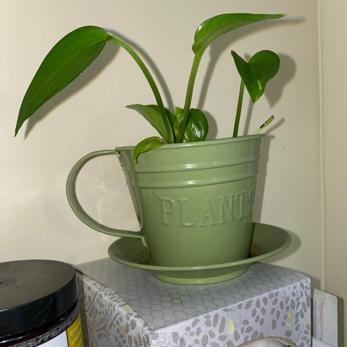 Taro Vine plant photo by @PlantSongB2Be named BabyP.11 on Greg, the plant care app.