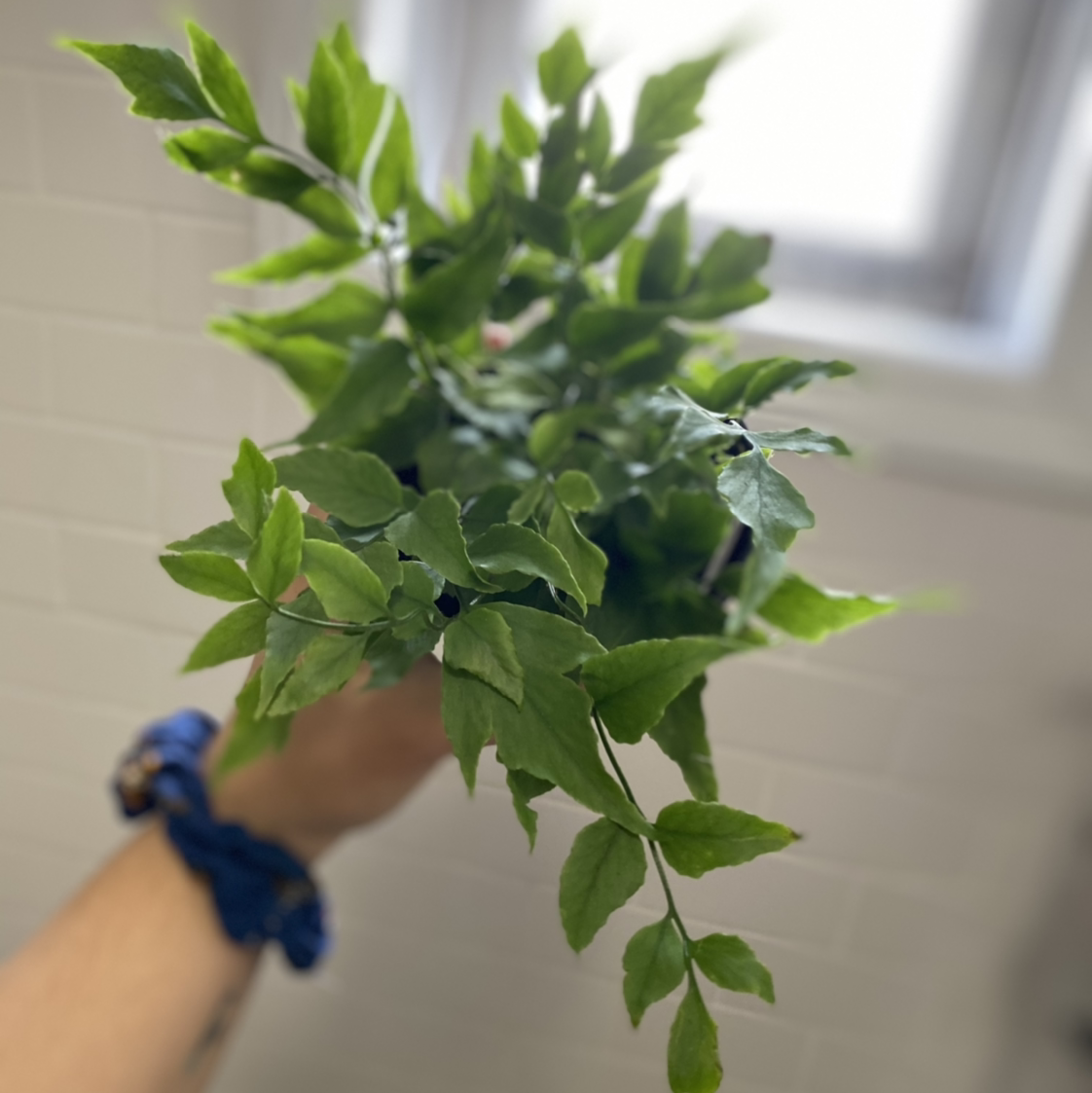 Blue Star Fern with healthy green leaves held by a hand.