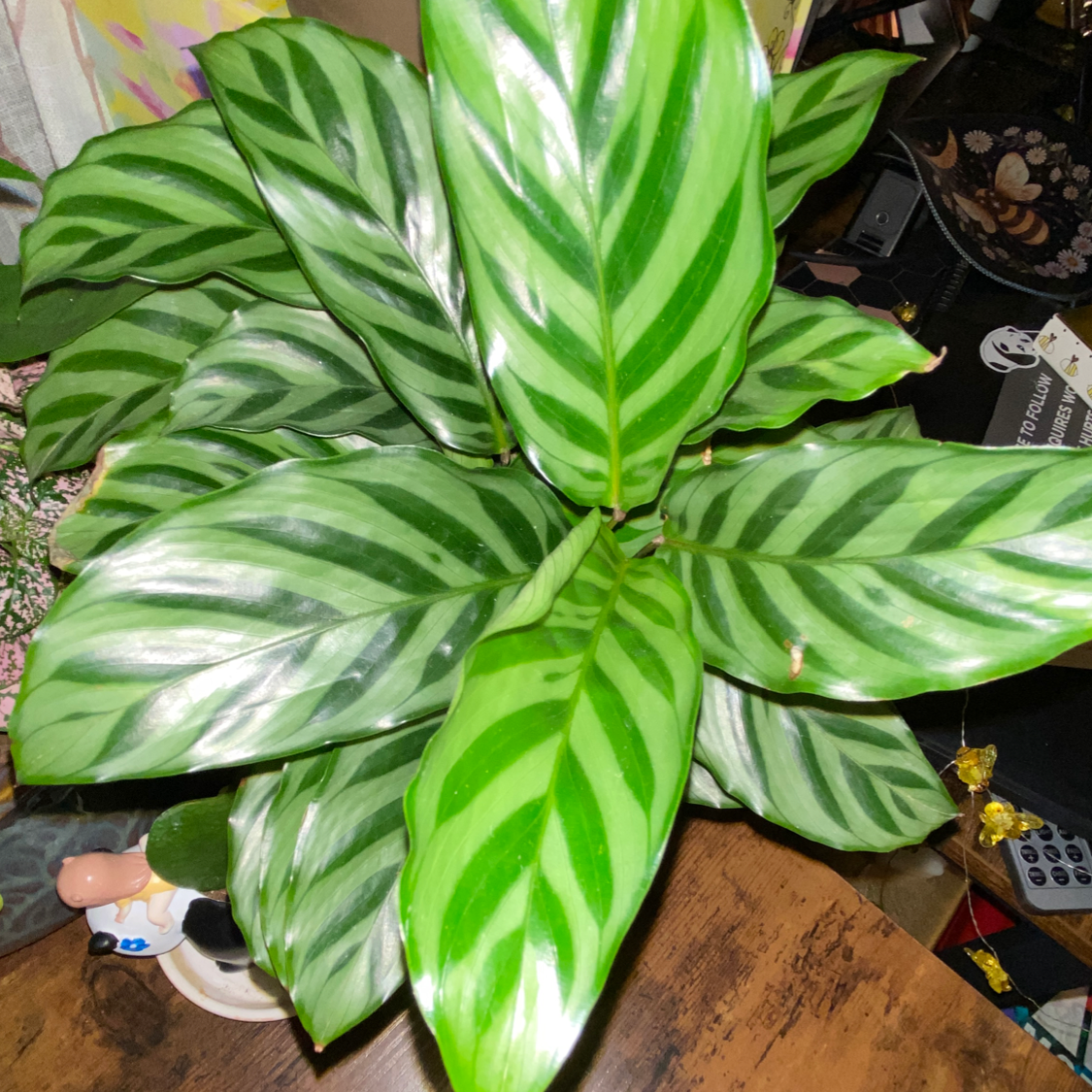 Vibrant Fishbone Prayer Plant with lush green striped leaves in a decorative planter, photographed from above.