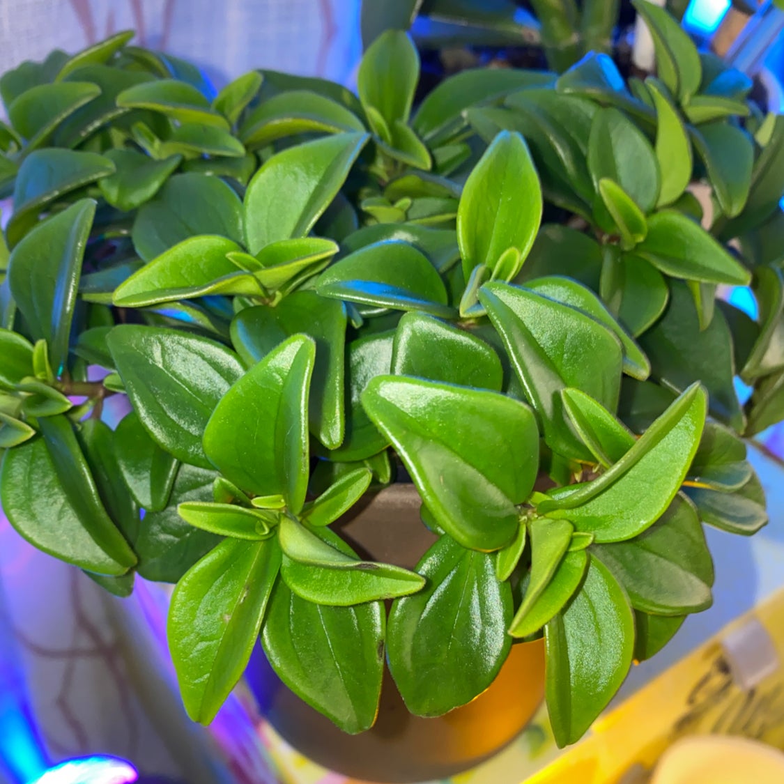 Healthy Baby Sun Rose plant with vibrant green leaves.