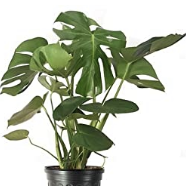 Monstera plant photo by @PlantSongB2Be named Shaq on Greg, the plant care app.
