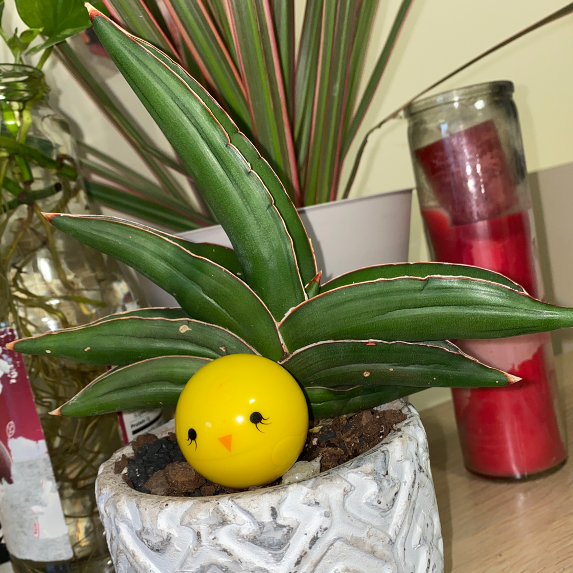 Photo of the plant species Samurai Dwarf Snake Plant by @PlantSongB2Be named Urai-Sam on Greg, the plant care app
