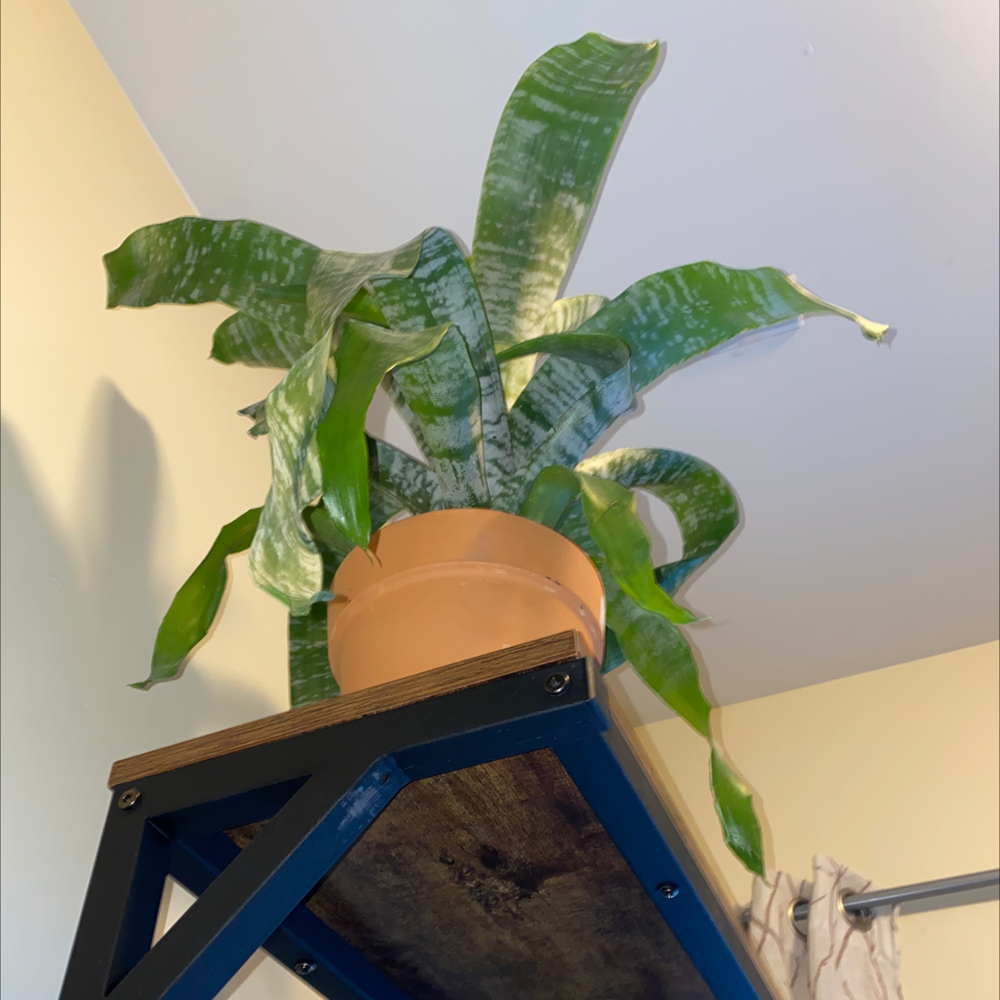 Urn Plant in a terracotta pot on a shelf with some leaf curling and slight discoloration at the tips.