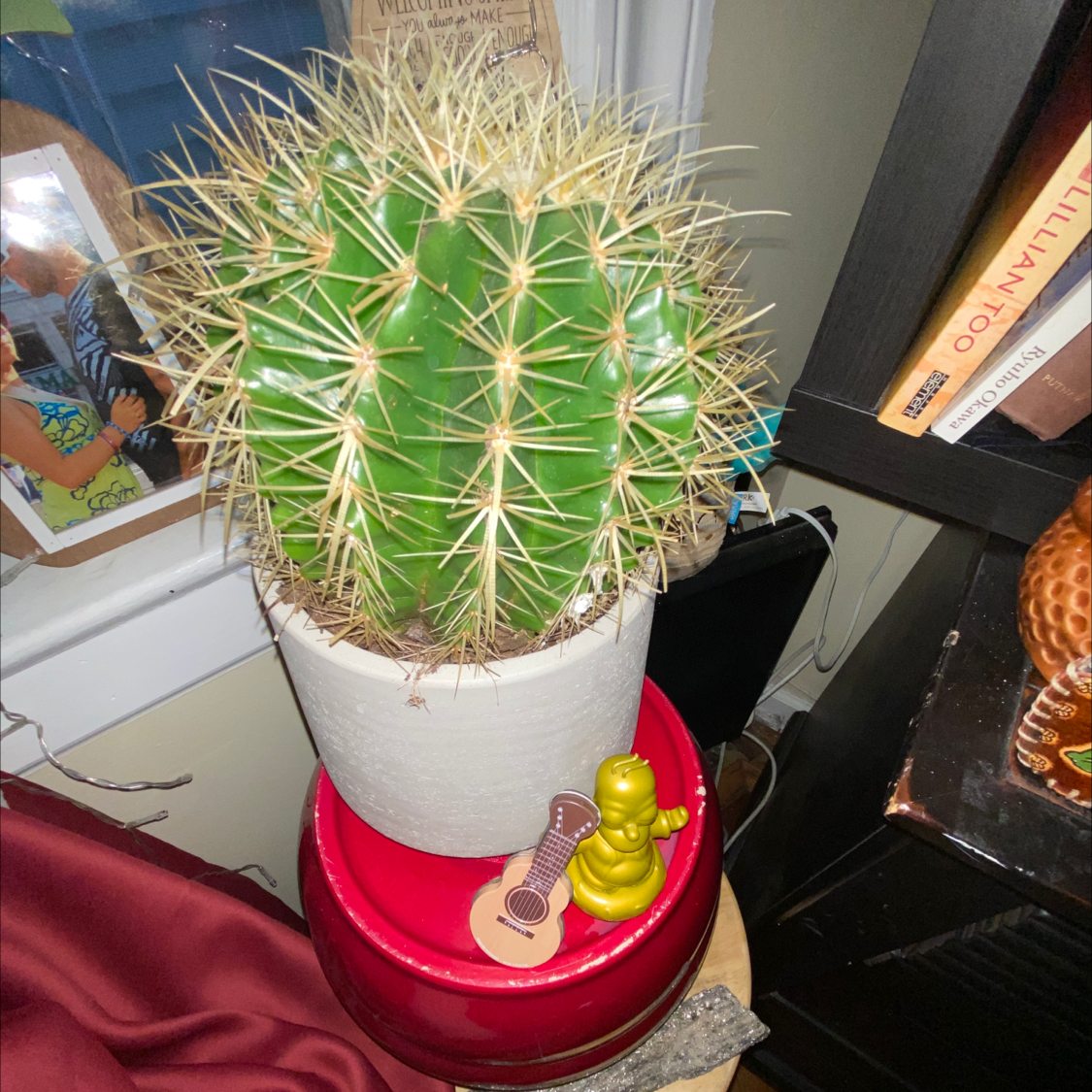 Golden Barrel Cactus plant photo by @PlantSongB2Be named MonkSimpson on Greg, the plant care app.
