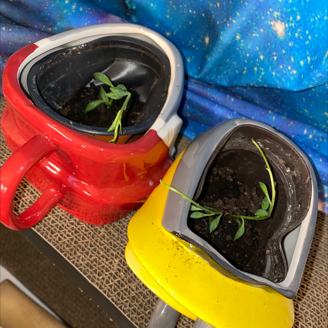 String of Watermelons plant photo by @PlantSongB2Be named Guardians on Greg, the plant care app.