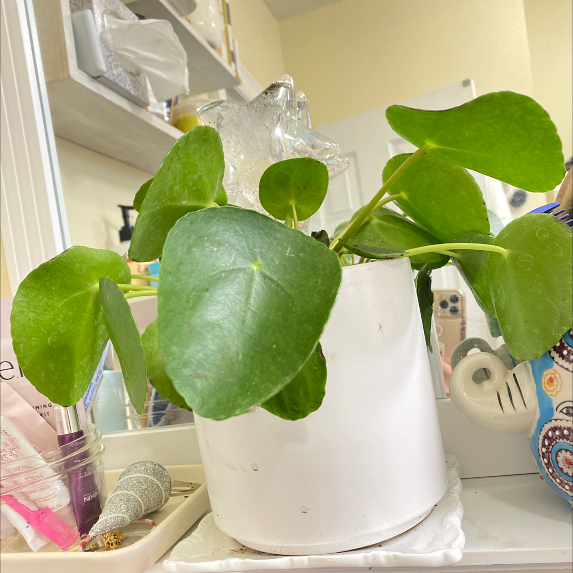 Chinese Money Plant plant photo by @PlantSongB2Be named Patty Cake on Greg, the plant care app.