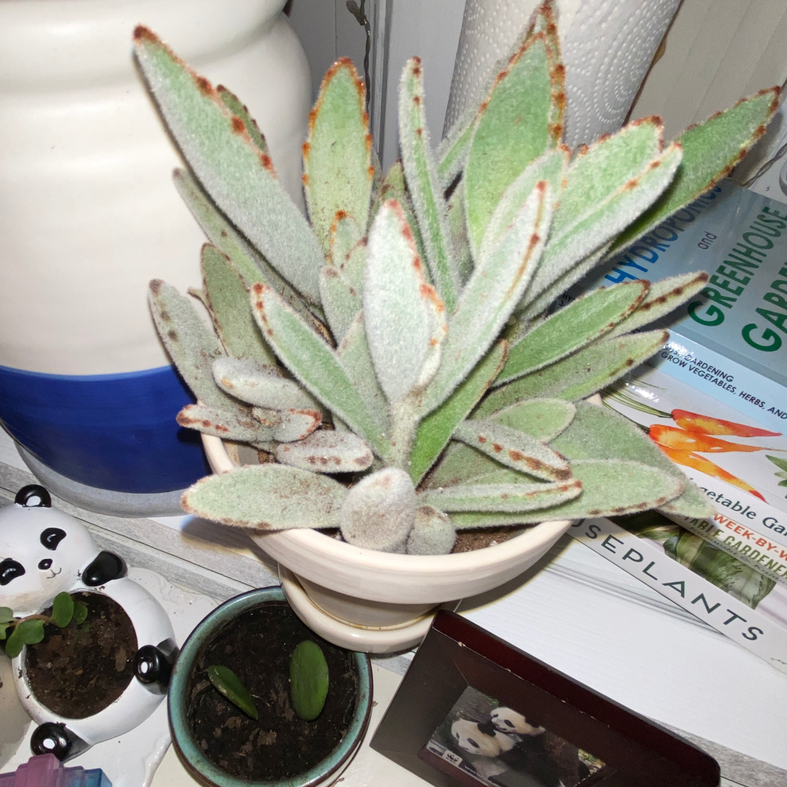 Panda Plant plant photo by @PlantSongB2Be named P🐼nda on Greg, the plant care app.