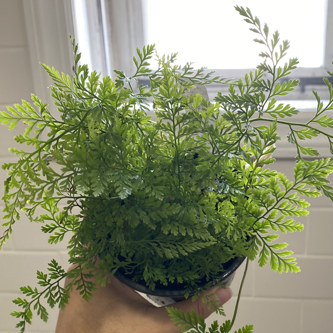 Healthy Parsley Fern plant with finely divided leaves, held by a hand.