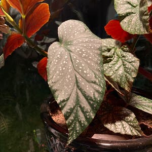 Polka Dot Begonia plant photo by @AleahFrancesca named Brandy Drinkwine on Greg, the plant care app.