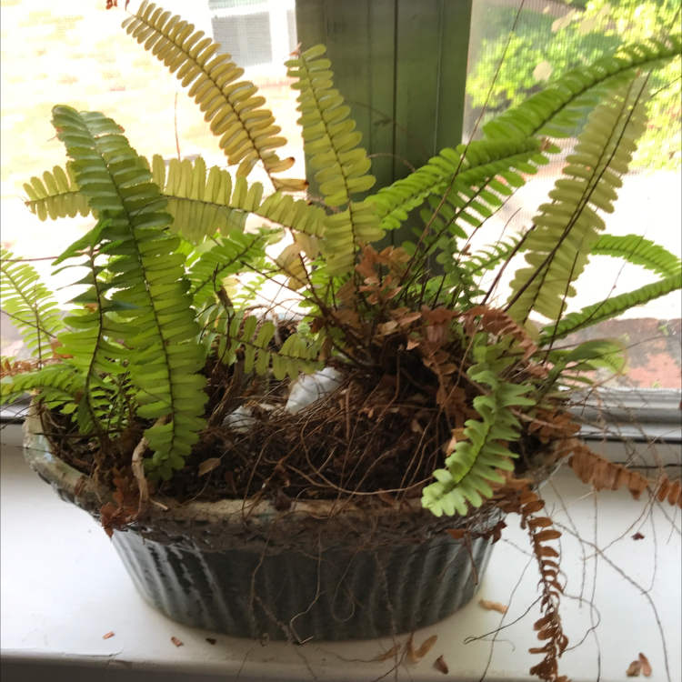 Healthy, thriving Erect Sword Fern with bright green upright fronds growing in a circular metal planter.