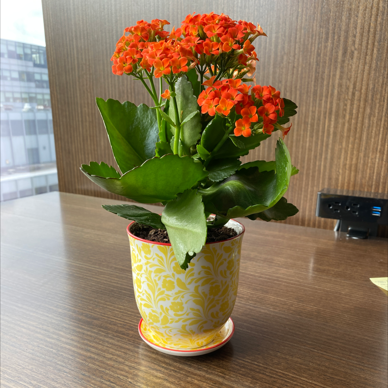 Photo of the plant species Florist Kalanchoe by @Kelton.Anderson named Luka on Greg, the plant care app