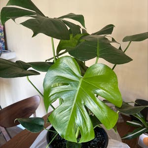 Monstera plant photo by Tikannii named Beyonce on Greg, the plant care app.