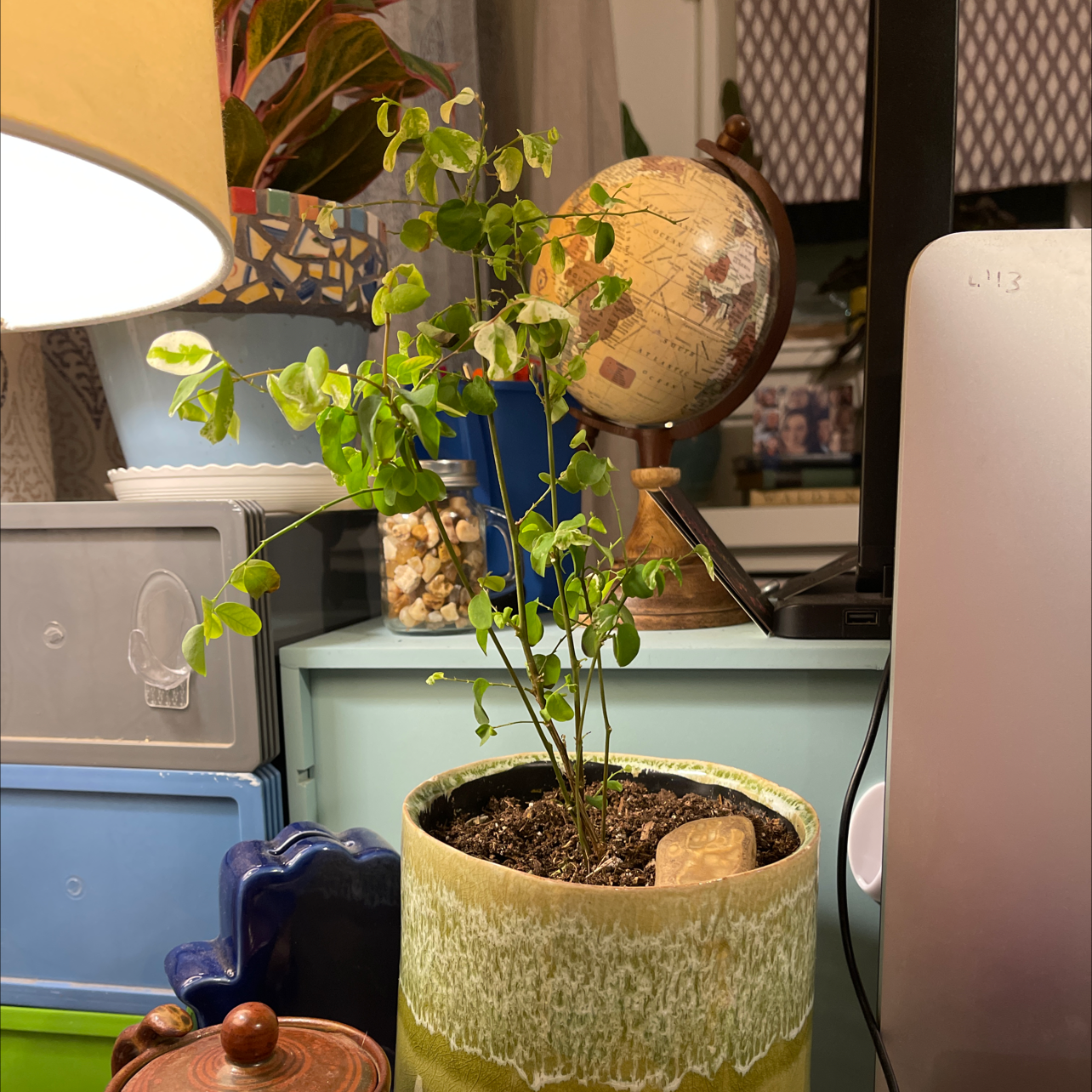 Potted Brenia Snowbush plant indoors on a desk with various objects around.