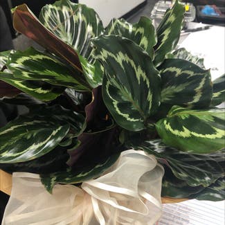 Rose Calathea plant in Nashville, Tennessee