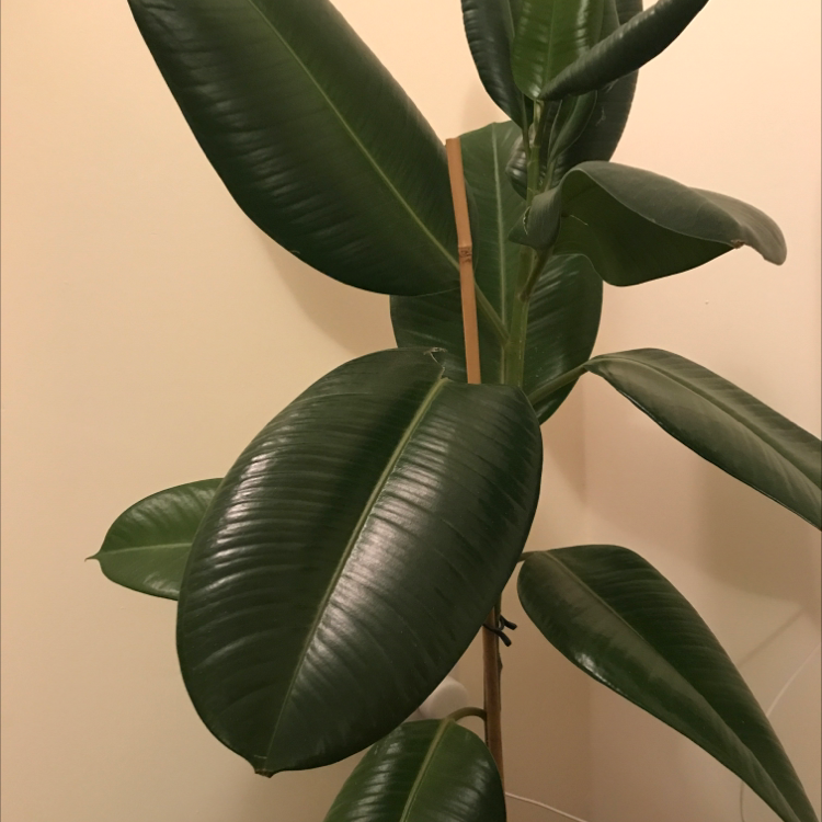 Ficus Robusta plant with large, glossy green leaves, appearing healthy.