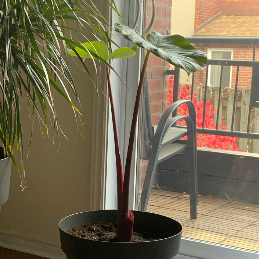Potted Alocasia 'Imperial Red' plant indoors near a window with healthy green leaves.