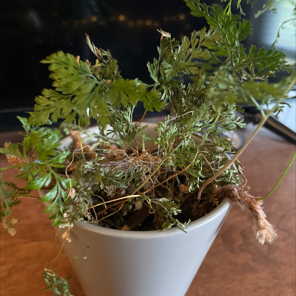 Rabbit's Foot Fern plant photo by @wormieteeth named bun🐇 on Greg, the plant care app.