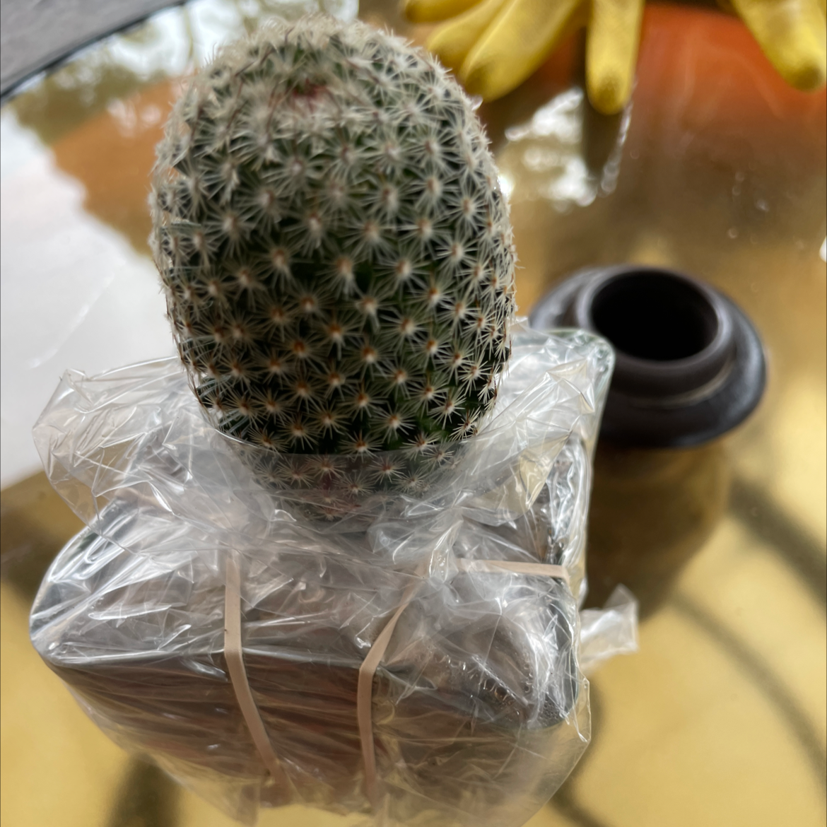 Comb Hedgehog Cactus wrapped in plastic with gloves and a container in the background.