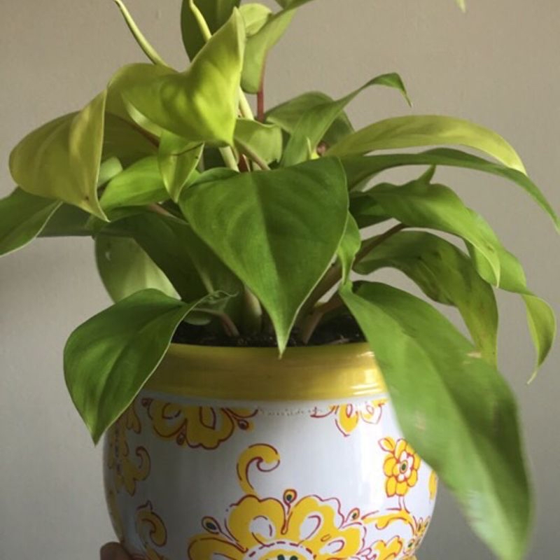 Philodendron Lemon Lime plant in a decorative pot with healthy green leaves.