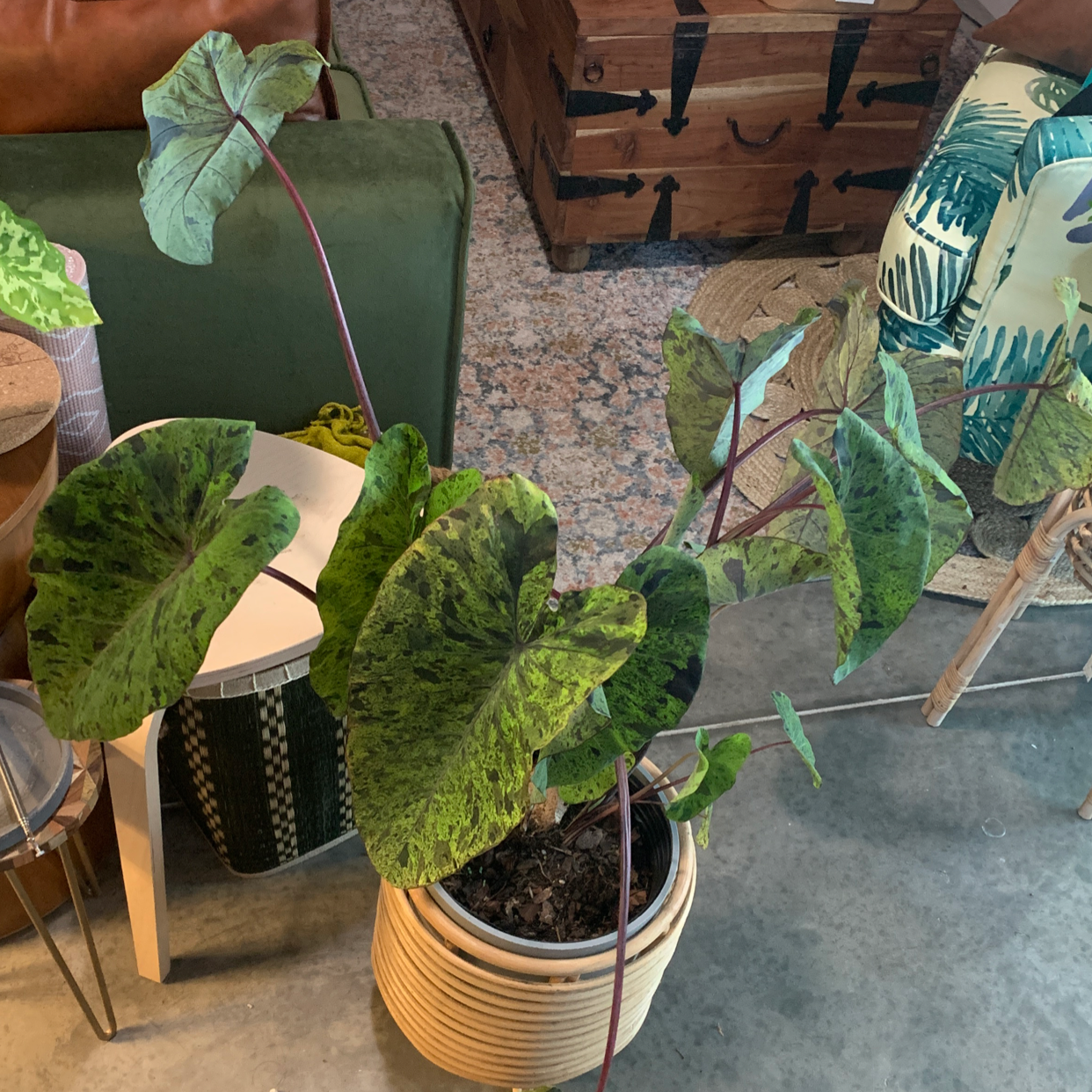Taro 'Mojito' plant with large variegated leaves in a pot indoors.