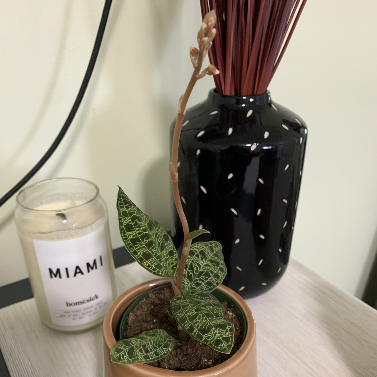 Lightning Bolt Jewel Orchid in a small pot with veined leaves and a central stem with buds.
