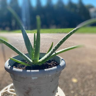 Aloe Vera plant in Newport News, Virginia