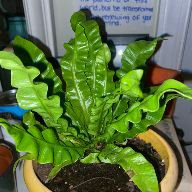 Bird's Nest Fern plant photo by @_t0riii named NaWavy on Greg, the plant care app.