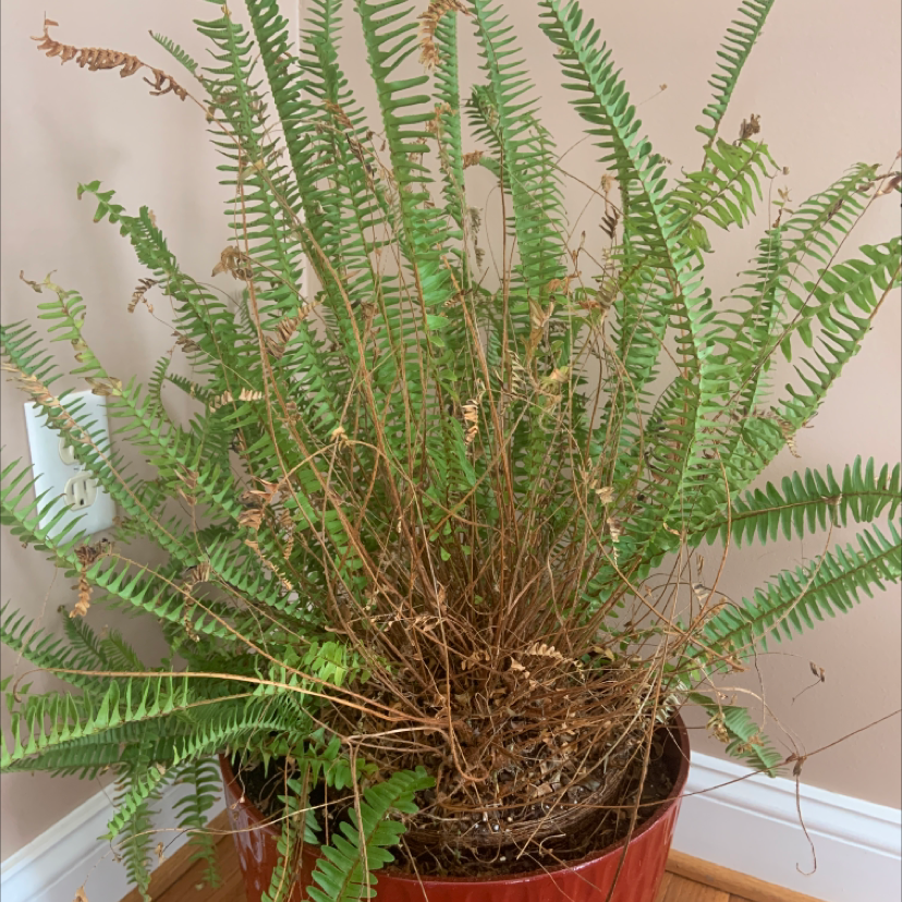 Healthy potted Erect Sword Fern with lush green fronds, growing indoors in red plastic pot filled with soil.