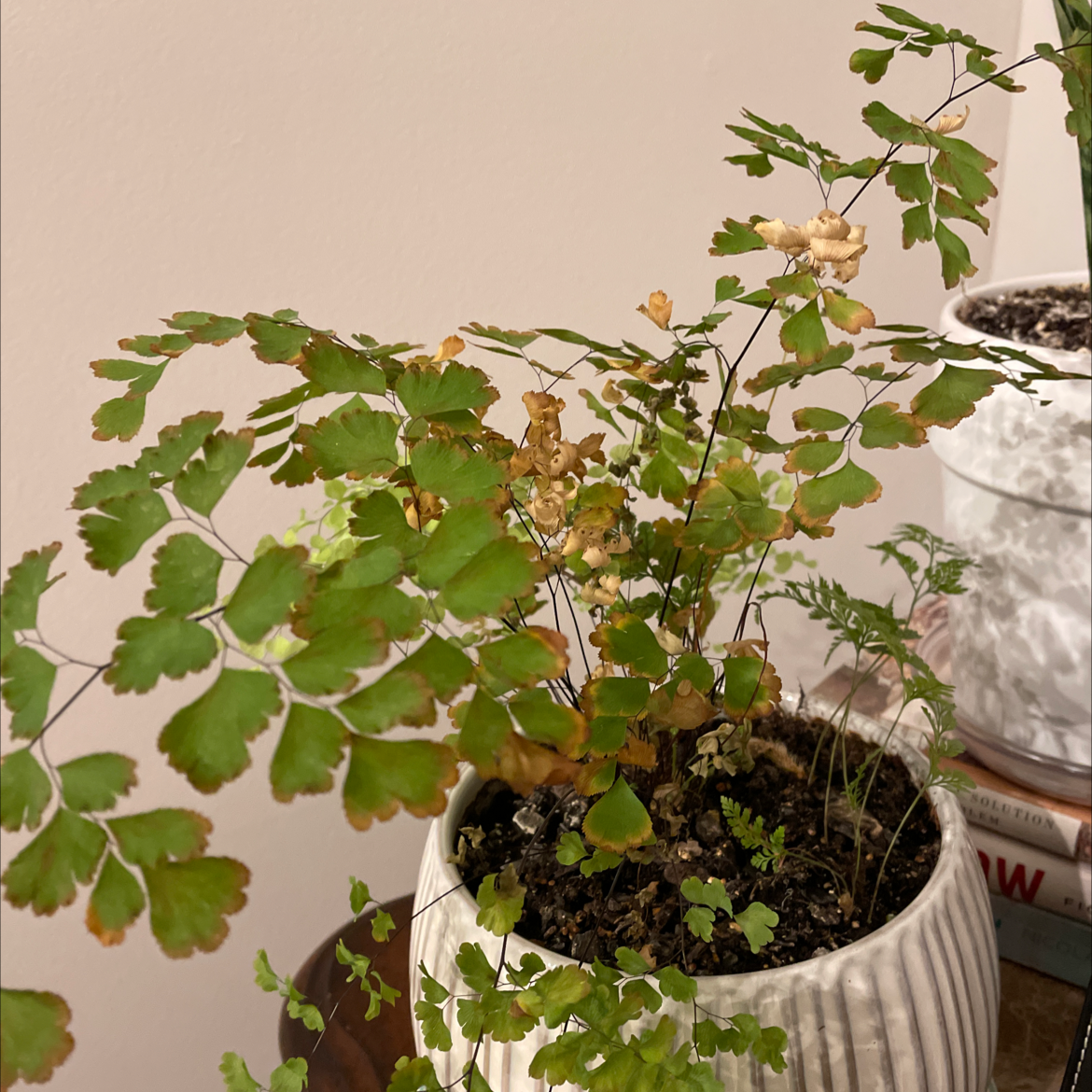 Photo of the plant species Pacific Maidenhair Fern by Ana named Curie on Greg, the plant care app