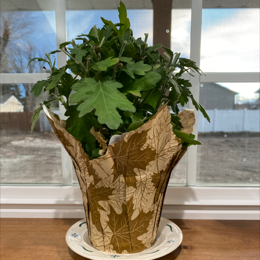 Max Chrysanthemum plant photo by Angela named Alice on Greg, the plant care app.