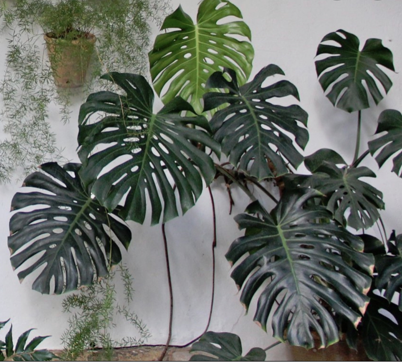 Monstera plant photo by @valentheral named Mochi on Greg, the plant care app.