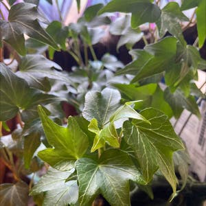 English Ivy plant photo by Valentheral named Esmeralda on Greg, the plant care app.