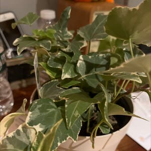 English Ivy plant photo by @haleyd111 named Zeus on Greg, the plant care app.
