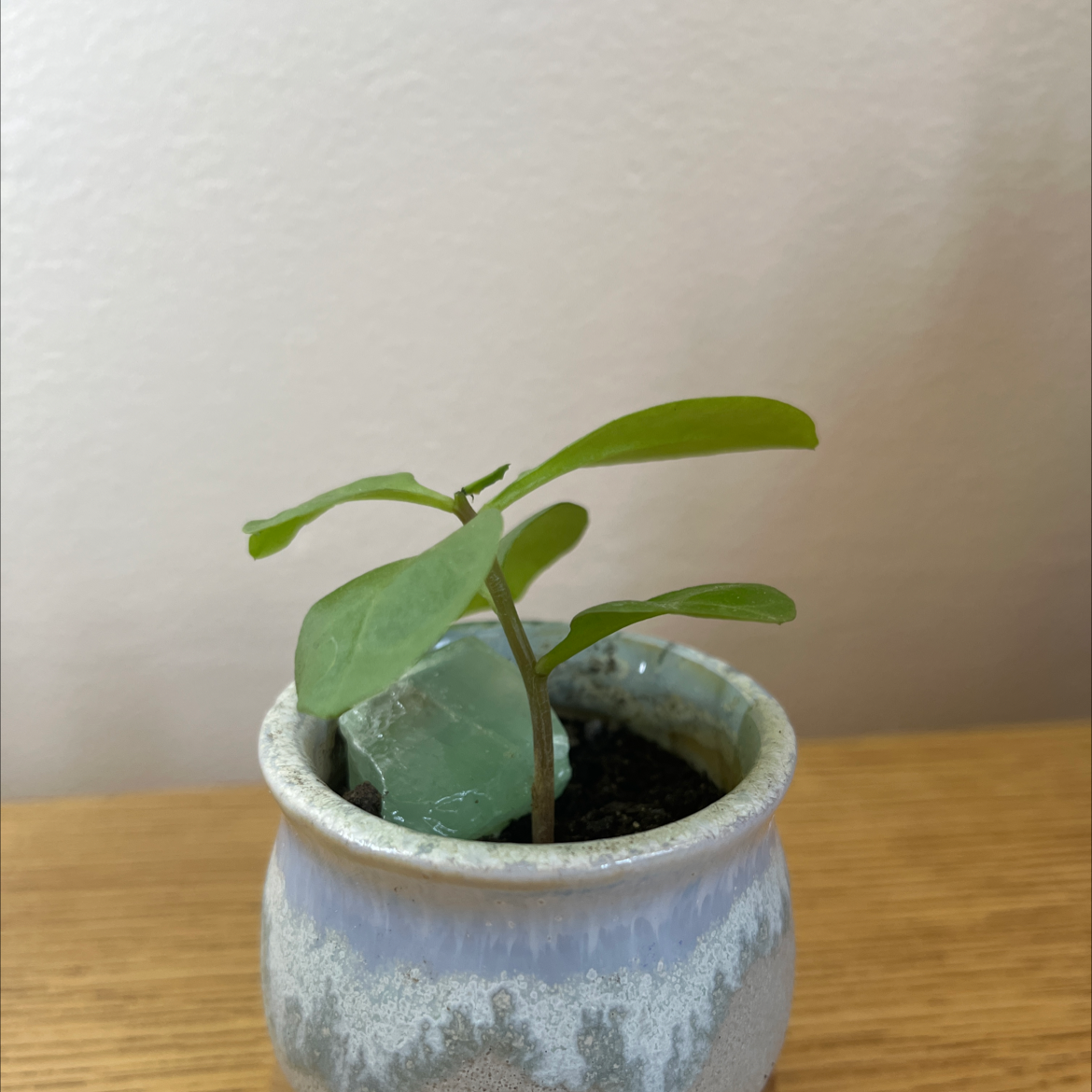 A small potted Madeira Vine plant with green leaves in a ceramic pot.