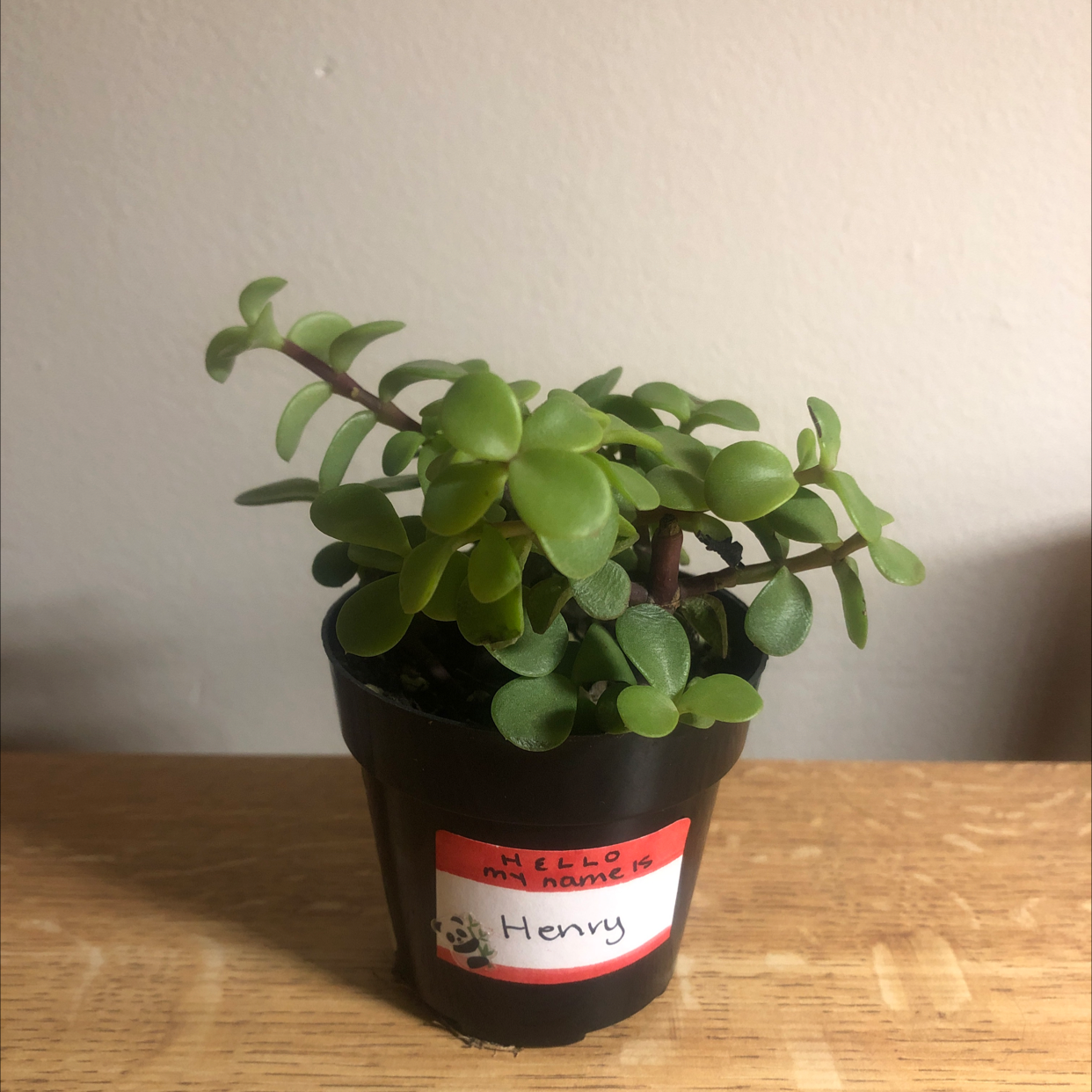 Elephant Bush plant photo by @tymarie.r named henry on Greg, the plant care app.