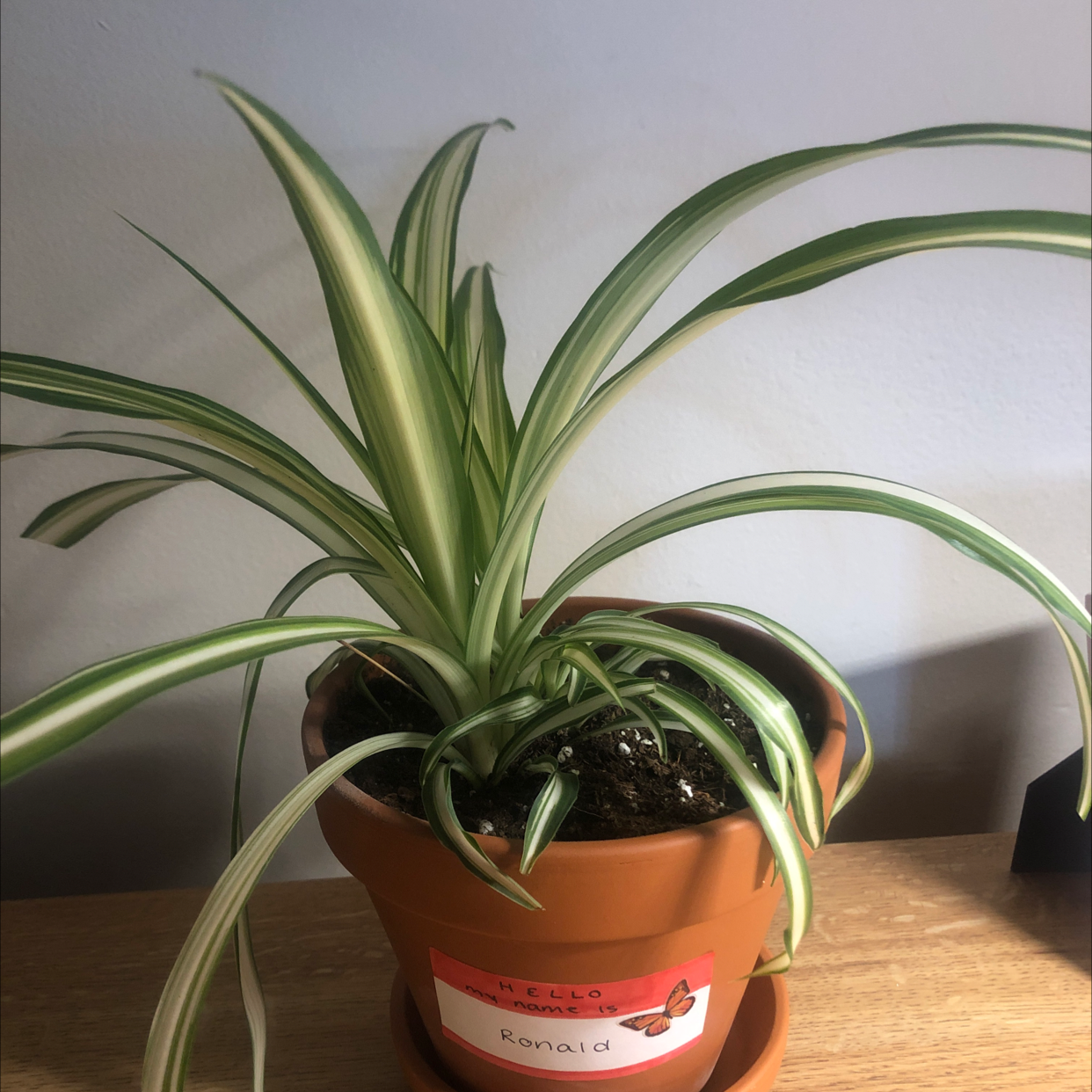 Spider Plant plant photo by @tymarie.r named ronald on Greg, the plant care app.