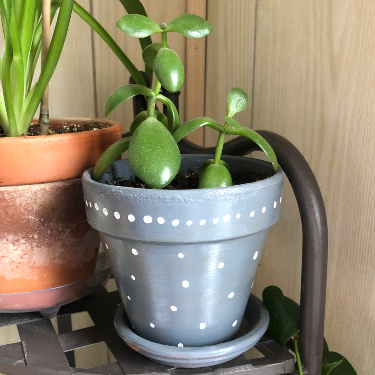 Lucky Plant plant photo by @Diane named Jenna on Greg, the plant care app.