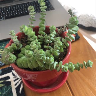 String Of Buttons plant in Somewhere on Earth